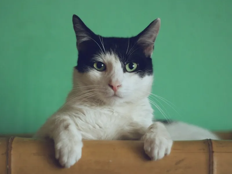 Cat gentle checkup