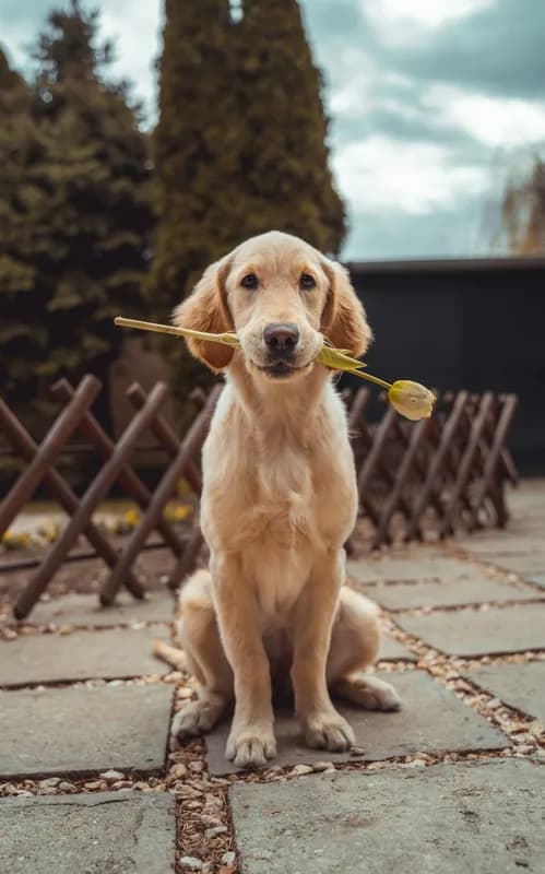 The Gentle Hello