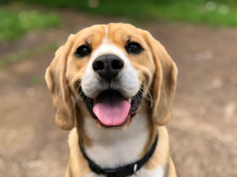 Cooper