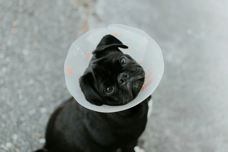 Veterinary doctor gently examining a calm dog with warm hands